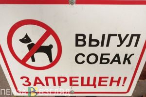Пензенцы узнали о предложении выдавать спецразрешения на бойцовских собак