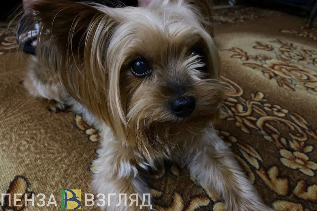 Пензенцам назвали места для выгула и дрессировки собак