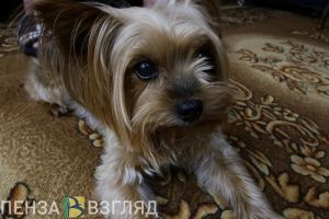 Пензенцам назвали места для выгула и дрессировки собак