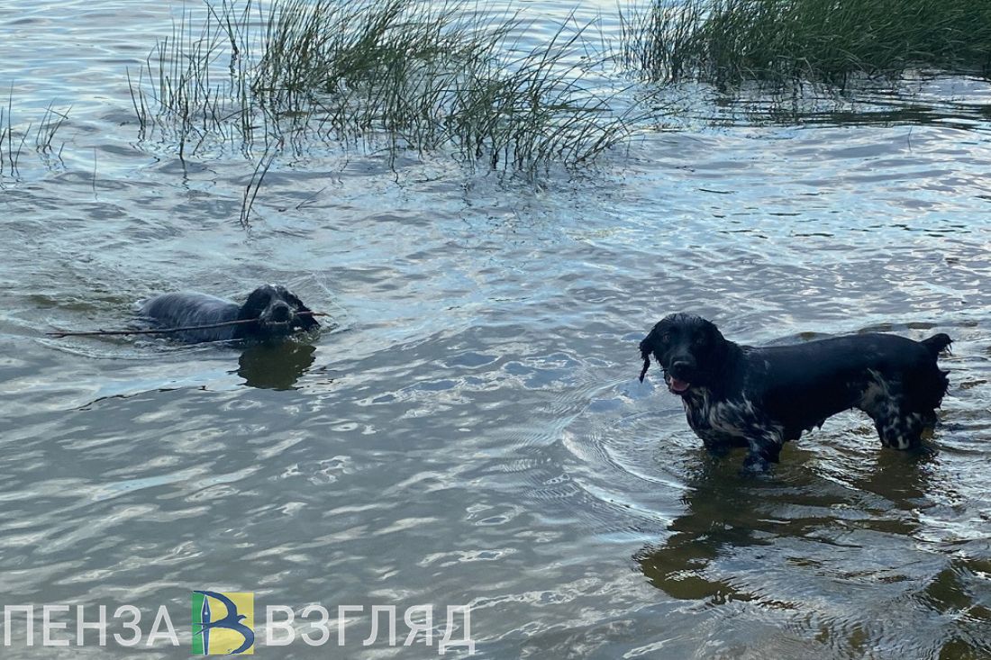 От 5 до 100 тысяч рублей заплатят пензенцы за жестокое обращение с животными