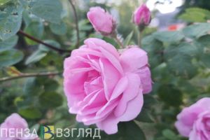 В Пензенской области спрогнозировали среднемесячную температуру воздуха в июле