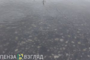 В Пензе назвали улицу, где после дождя люди «лезут на заборы»