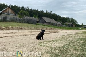 Районам Пензенской области увеличили субвенции на отлов и содержание бездомных животных