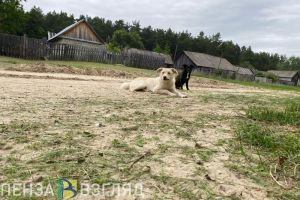 Подворье в селе Каменского района признали эпизоотическим очагом по бешенству