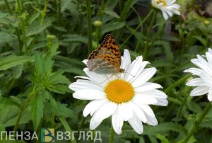 На рабочей неделе в Пензенской области наступит долгожданная летняя жара