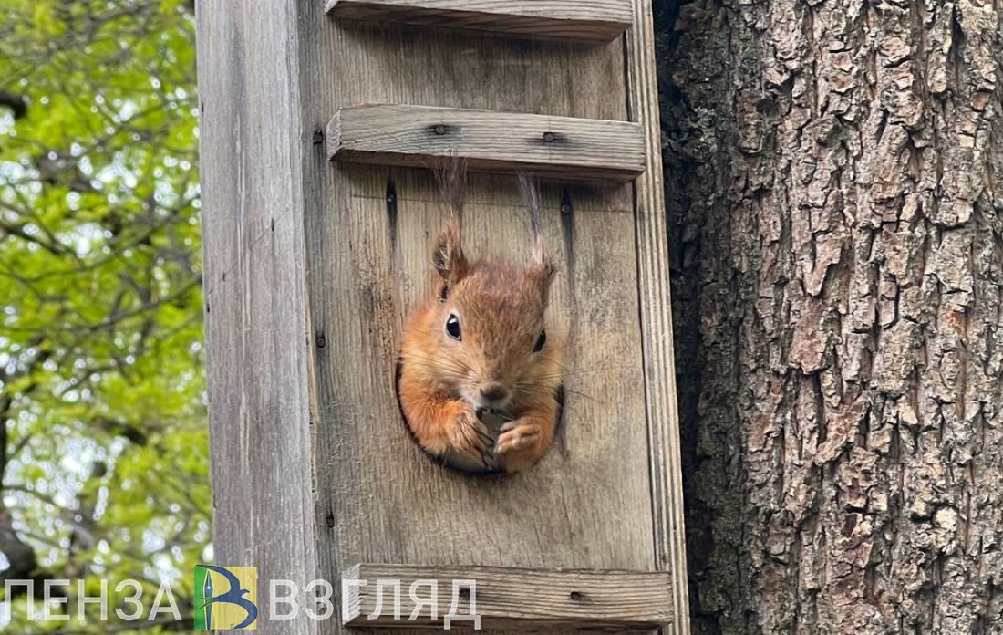 Зареченцы боятся падающих скворечников
