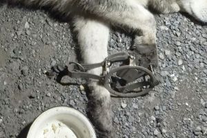 На улице Карпинского в Пензе нашли собаку, попавшую в капкан
