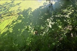 Расследуются причины смерти мужчины, найденного в водоеме в Пензенской области