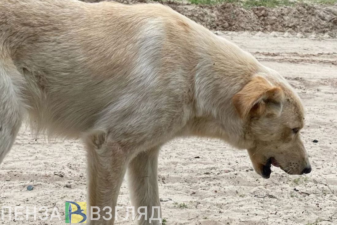 Администрация Заречного выплатит 30 тысяч рублей ребенку, которого укусила  бездомная собака