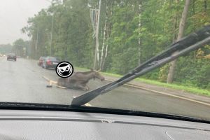 Появилось видео с Окружной улицы в Пензе, где сбили лося
