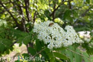 Пензенцы узнали о возможности подать в суд на владельцев агрессивных пчел
