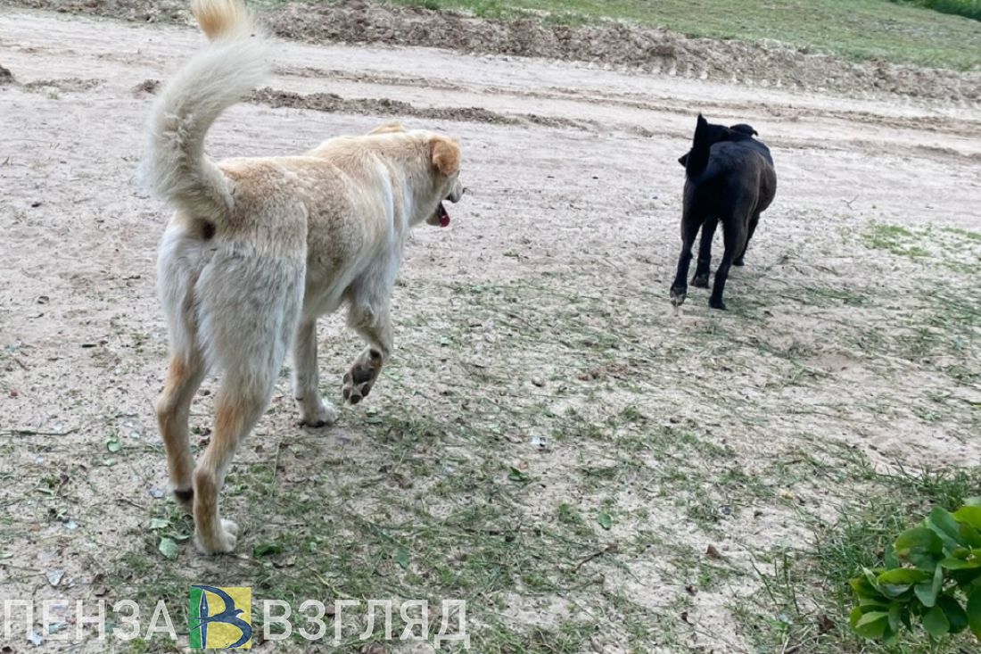 Пензенцы делятся видео с бродячими собаками на ГПЗ