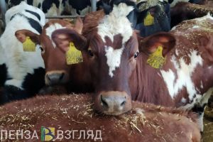 В Пензенской области увеличилось производство скота и птицы