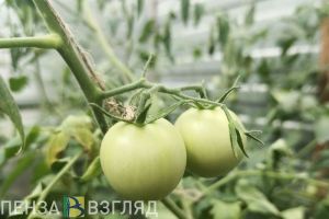 Пензенцам назвали изменения в законодательстве для дачников
