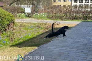 Пензенцам стало известно о планах по всеобщей регистрации животных