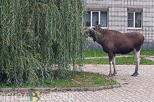 Тамалинца будут судить за убийство лося