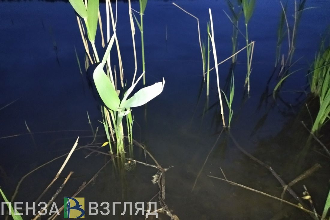 Незаконная рыбалка привела жителя Пензы на скамью подсудимых