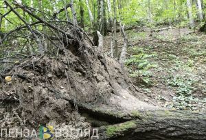 В Пензенской области начался месячник по благоустройству и санитарной очистке