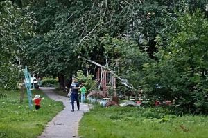 Стало известно, когда уберут упавшее на улице Карпинского в Пензе дерево
