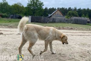 В Пензенской области установят региональные правила обращения с бездомными животными