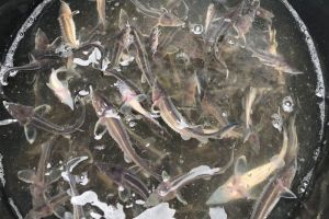 В Сурское водохранилище выпустили молодую стерлядь