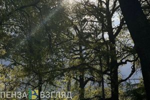 Охотник убил косулю и нанес ущерб пензенскому лесничеству в размере 120 тысяч рублей
