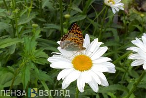 В Пензенской области прогнозируется 34-градусная жара