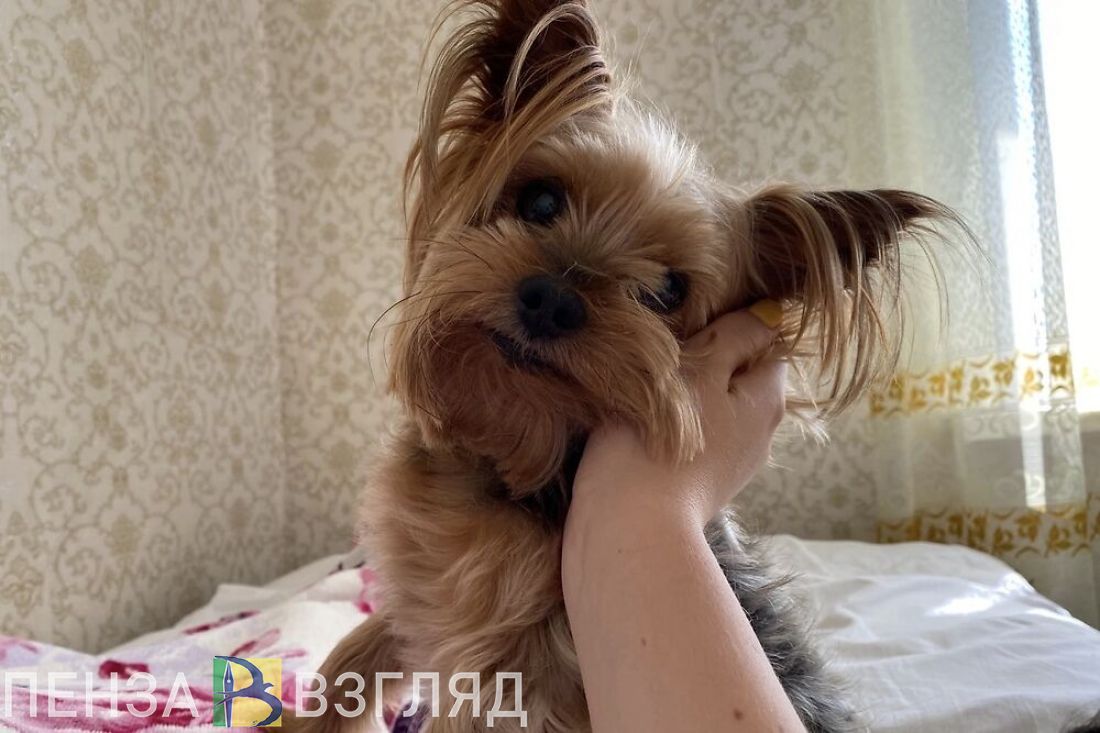 Пензенцы узнали о предложении обязать заводчиков животных платить налоги