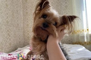 Пензенцы узнали о предложении обязать заводчиков животных платить налоги