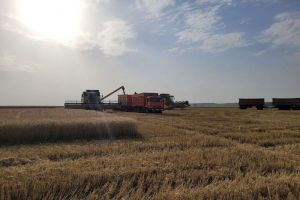 В Пензенской области намолотили 150 000 тонн зерна