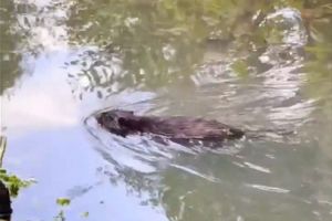 Житель Пензенской области снял на видео плавающего бобра