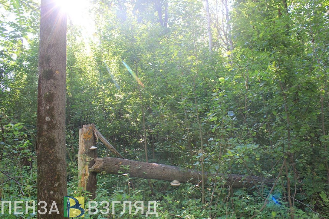 Пензенцев беспокоят опасные гнилые тополя на берегу Суры