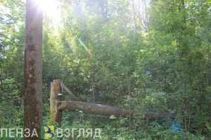Пензенцев беспокоят опасные гнилые тополя на берегу Суры