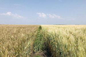 Пензенская область стала лидером в ПФО по темпам роста продукции сельского хозяйства