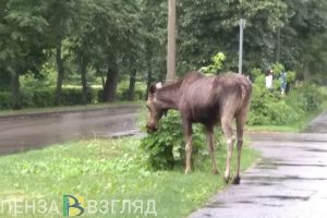 Пензенские охотники узнали, сколько смогут добыть лосей, косуль и барсуков