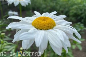 Пензенцы узнали, что август может оказаться аномально теплым