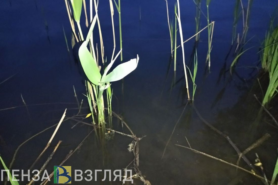 В Пензе подтвердили факт гибели рыбы в Безымянном ручье