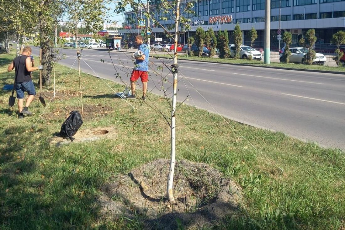 На проспекте Строителей в Пензе подрядчик меняет неприжившиеся саженцы деревьев