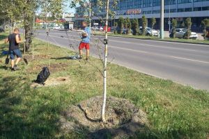 На проспекте Строителей в Пензе подрядчик меняет неприжившиеся саженцы деревьев