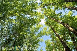 12 августа в Пензенской области ждут 33-градусную жару