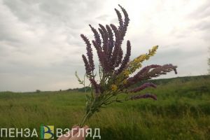 Пензенцы узнали о скором температурном пике в Центральной России