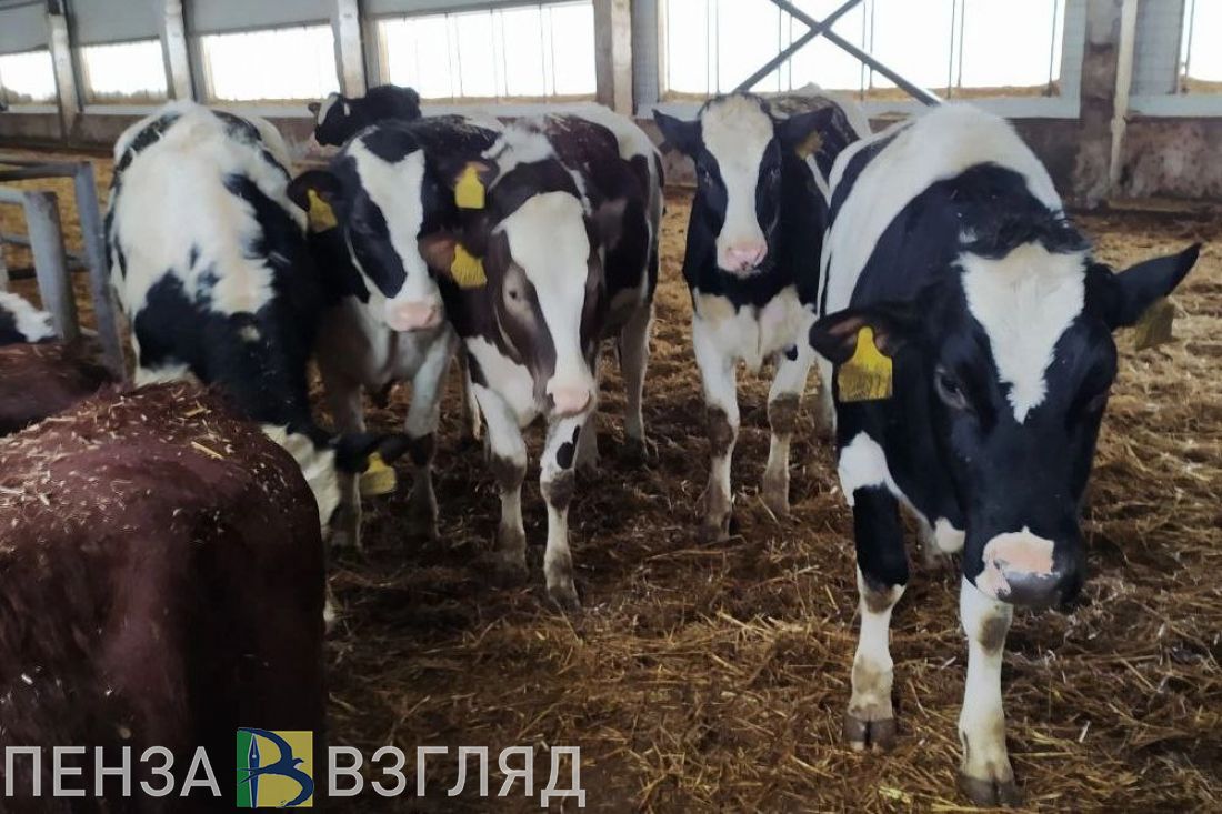 В Земетчинском районе отменили карантин, введенный из-за бешенства