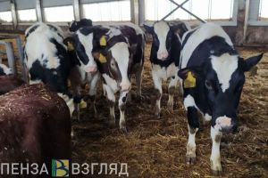 В Земетчинском районе отменили карантин, введенный из-за бешенства