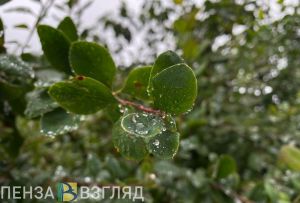 17 августа в Пензенской области ожидается небольшой дождь