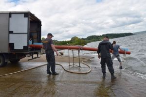 В Сурское водохранилище выпустили девять тысяч мальков краснокнижной стерляди