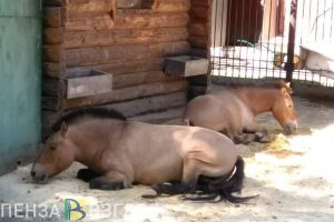 В Пензенской области украли трех породистых жеребцов на убой