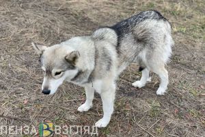Жители Пензы попросили гуманно решить проблему бродячих собак в районе ГПЗ