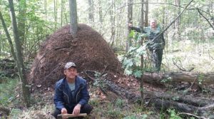 В Пензенской области обнаружен гигантский муравейник