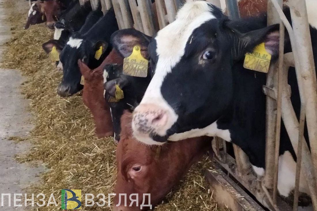 В Пензенской области отметили рост показателей животноводства
