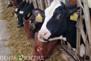 В Пензенской области отметили рост показателей животноводства